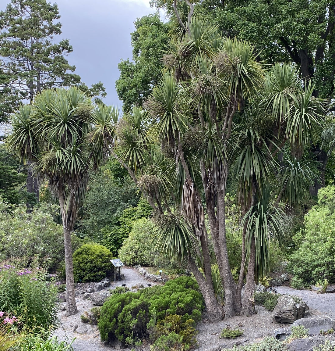 Tī Kōuka - Cabbage Tree