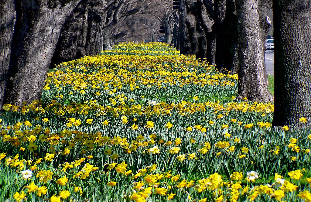 Daffodils - The Garden City